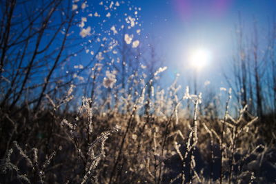 Close-up of plant against clear sky