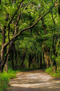 Trees in forest