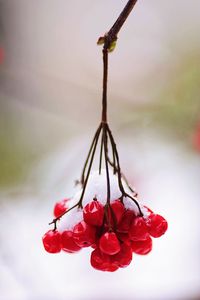 Close-up of red flowering plant