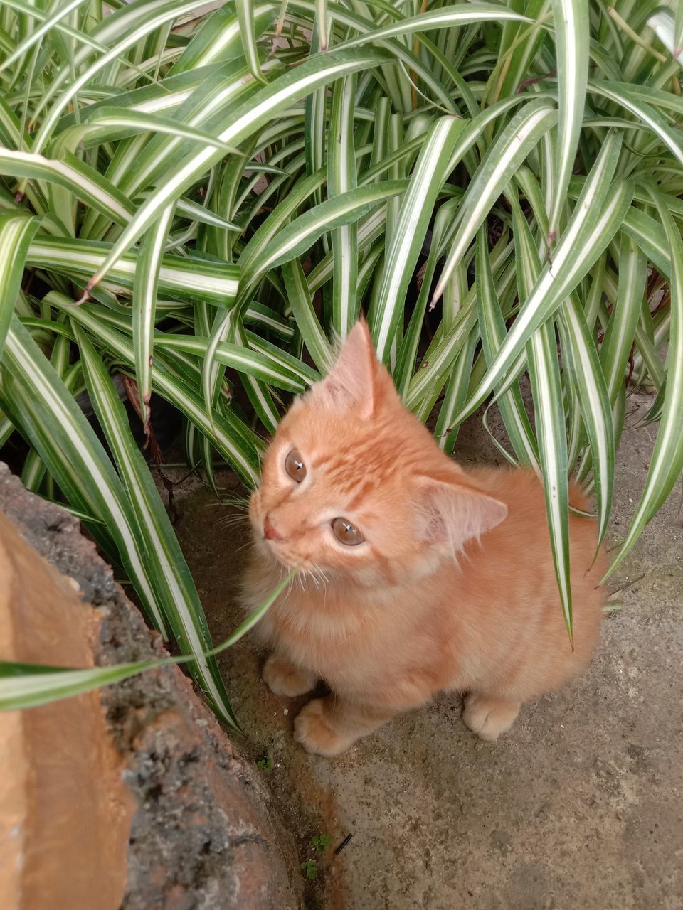 animal, animal themes, pet, one animal, mammal, grass, cat, domestic animals, no people, feline, plant, nature, whiskers, flower, domestic cat, high angle view, portrait, day, looking, outdoors, looking at camera