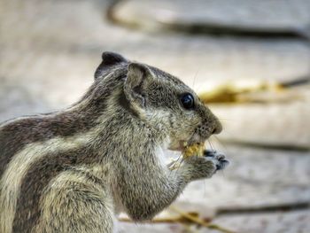 Close-up of squirrel eating