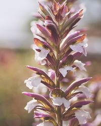 Close-up of flowers blooming in garden