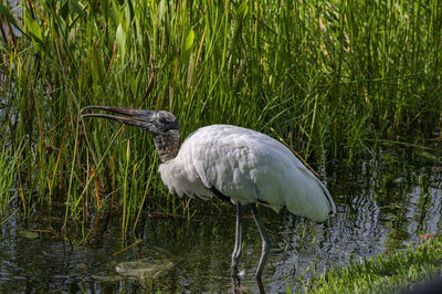 View ofwood stork in marsh
