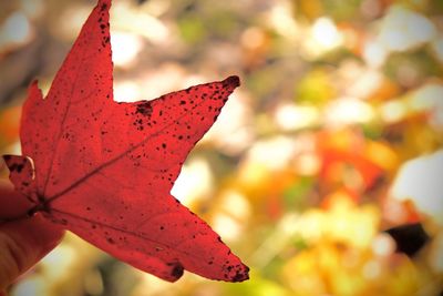 Close-up of red maple leaf on tree