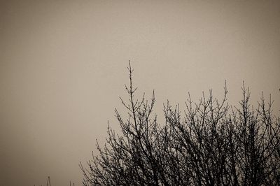 Silhouette tree against sky during sunset