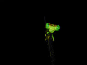 Close-up of green insect over black background