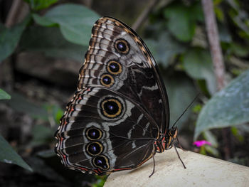 Close-up of butterfly on leaf