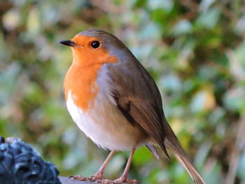 Close-up of bird perching on tree