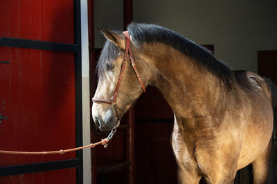 Horse in stable