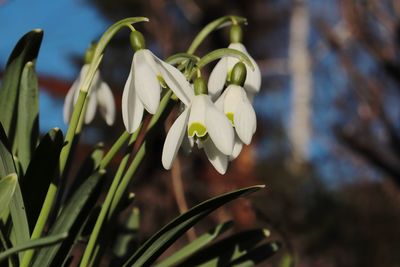 Close-up of white flowering plant