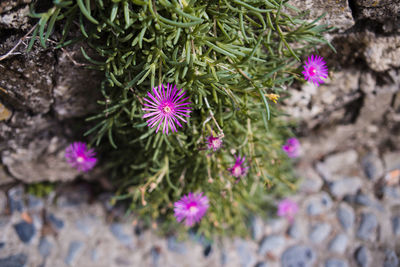 Close-up of purple flowers blooming outdoors