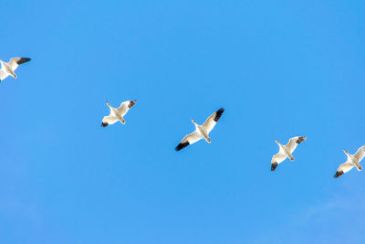 Low angle view of seagulls flying