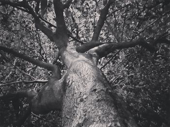 Bare trees against sky