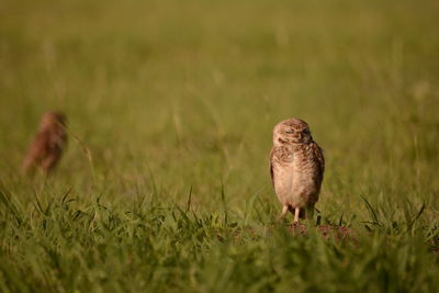 Bird in a field