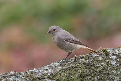 Close-up of bird perching on rock