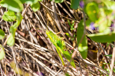 Close-up of insect on plant