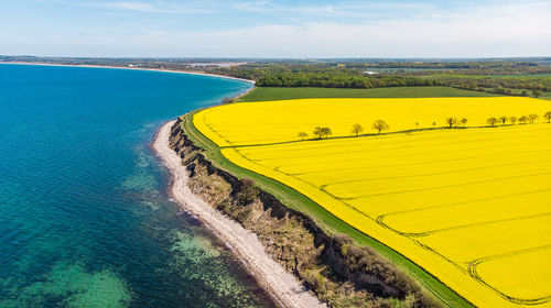 Rapeseed field blooming directly next to the blue baltic sea during spring in northern germany.