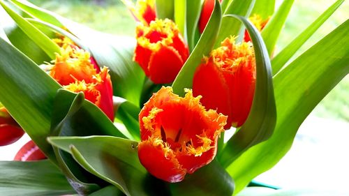 Close-up of red tulips