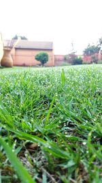 Close-up of grass on field against clear sky
