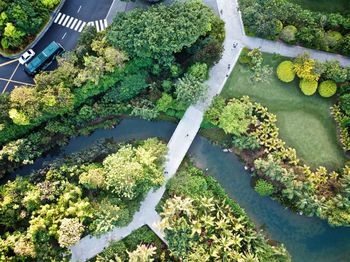 High angle view of plants growing in garden