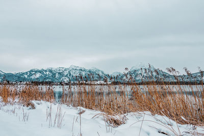 Snow covered plants by lake against sky