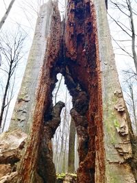 Low angle view of bare trees against the sky