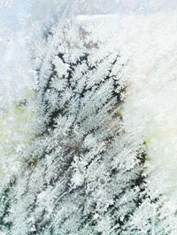 Close-up of snow on tree