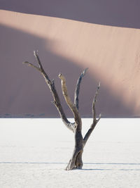 Dead tree on snow covered landscape