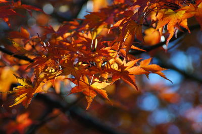 Close-up of maple tree during autumn