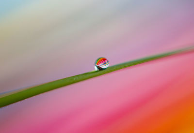 Close up of beautiful rainbow drop on grass against blurr background