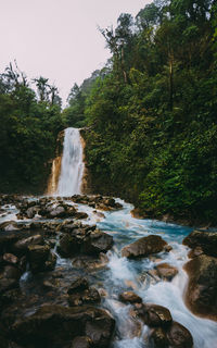 Scenic view of waterfall in forest