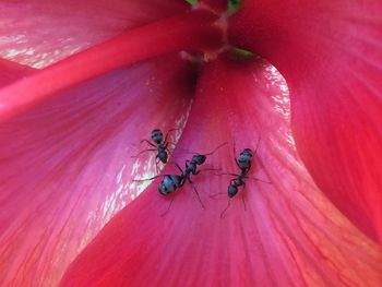 High angle view of ant on leaf