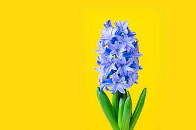 Close-up of purple flower against yellow background