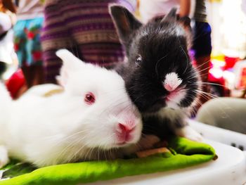 Close-up portrait of a cat