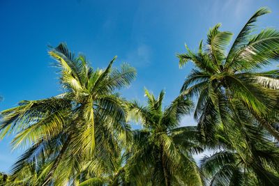 Low angle view of palm trees against blue sky