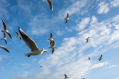 Flock of seagulls flying in sky