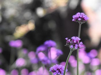 Close-up of purple flowers blooming outdoors