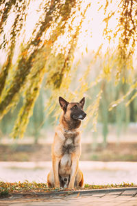 Dog running on field