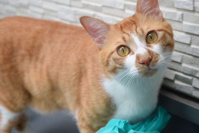 Close-up portrait of cat