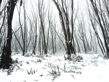 Bare trees in forest