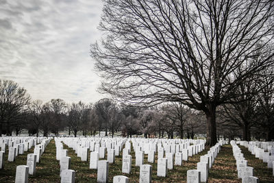 Bare trees in cemetery against sky