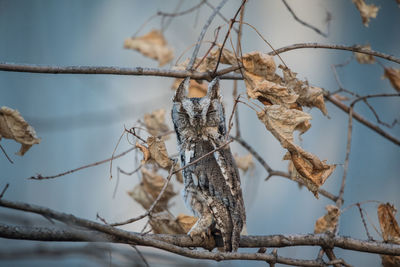 Screech owl in blend in mode