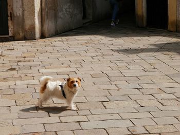 High angle view of dog standing on footpath