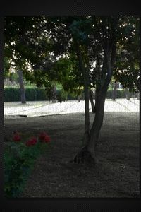 Plants growing on tree trunk