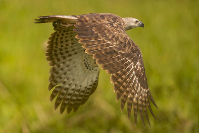 Close-up of eagle flying