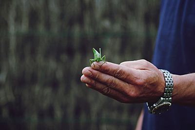 Cropped image of hand holding lizard