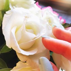 Close-up of rose blooming