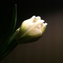 Close-up of white flower blooming against black background