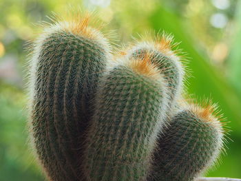 Close-up of cactus plant