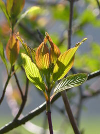 Close-up of plant